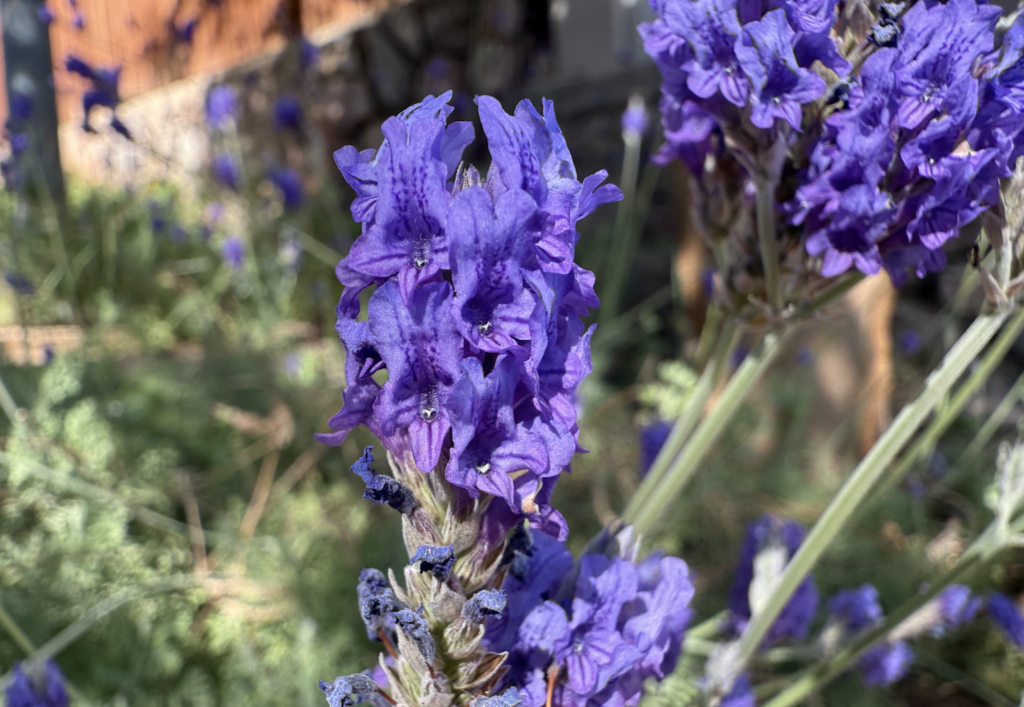 Lavender fun facts and uses, closeup of lavender flowers in Eilat, Israel